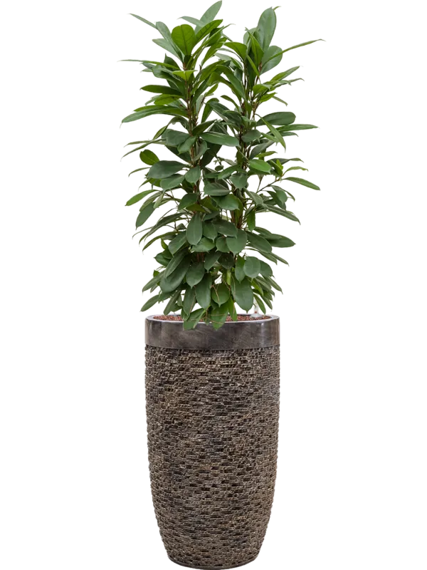 Ficus cyathistipula in Baq Luxe Lite Universe Layer Office Plant With Pot 153cm Height 32cm Dia