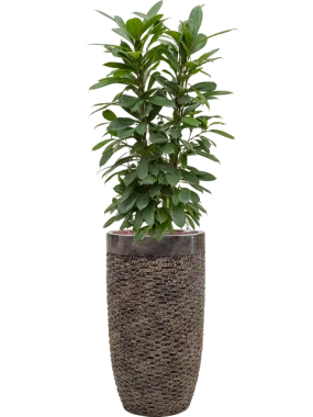 Ficus cyathistipula in Baq Luxe Lite Universe Layer Office Plant With Pot 153cm Height 32cm Dia