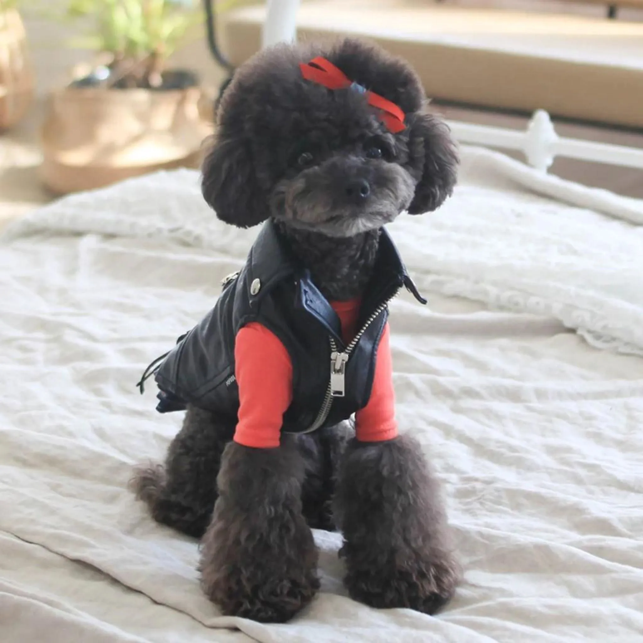 PREORDERS ARE NOW CLOSED!  Popdog Black Zipup Biker Jacket - PREORDER ITEM